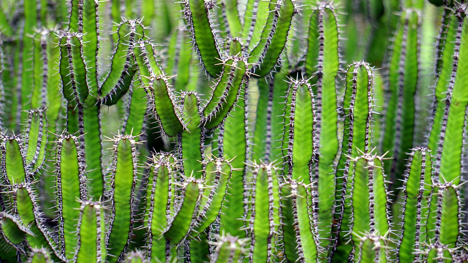 Meskalina czyli ukryty skarb kaktusów
